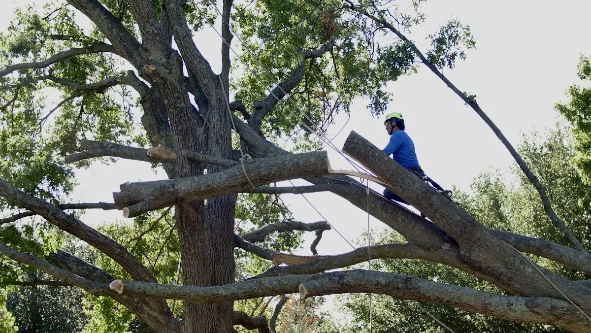 Professional Crown Thinning performed by certified arborists in Herington