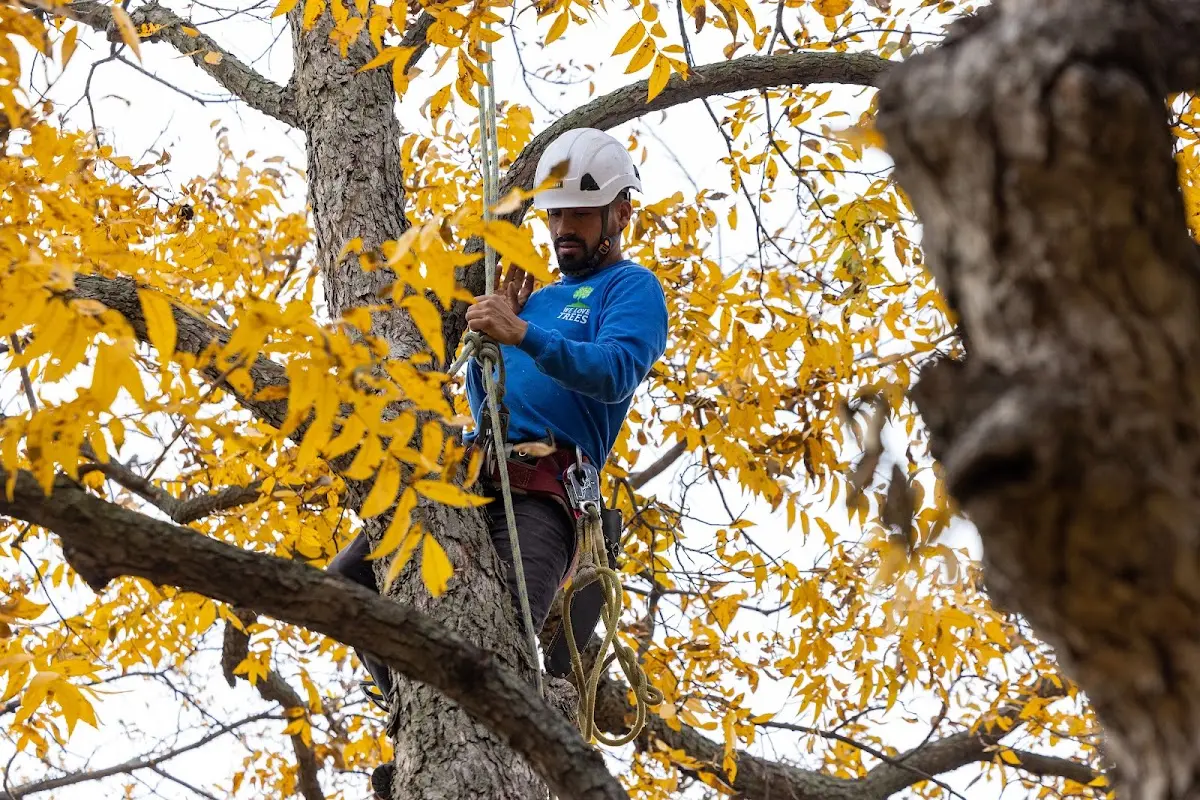 Skilled Tree Planing crew working in Herington